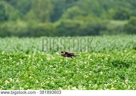 One Common Buzzard, Buteo Buteo, On Spring Field, One Buzzard With Spread Wings Taking, Place For Te
