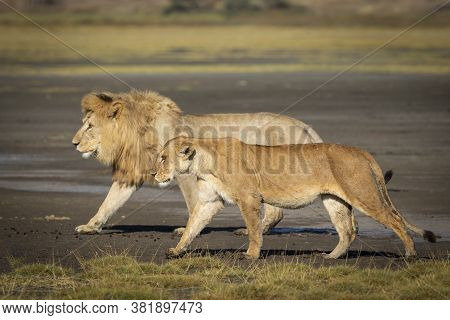 Male Lion And Lioness Walking Together On A Sunny Day In Ndutu Ngorongoro Conservation Area In Tanza