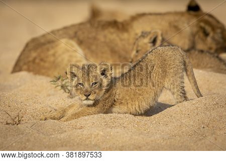 Small Lion Cub Stretching Its Back In Sandy Riverbed With The Pride Resting In The Background In Kru