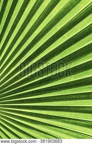 Vanuatu Fan Palm Leaf With Diagonal Lines
