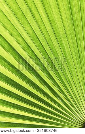 Vanuatu Fan Palm Leaf With Diagonal Lines