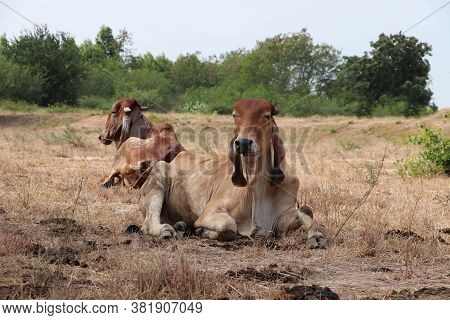 Two Cows Laying Down In The Grassland. One Focus And One Out Focus.