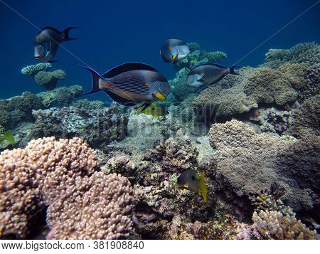 Sohal Surgeonfish. Fish - A Type Of Bone Fish Osteichthyes. Fish-surgeons. Arabian Surgeon.