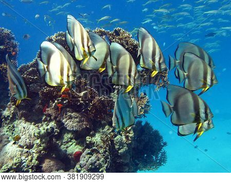 Fish - A Type Of Bone Fish Osteichthyes. Plataks - Ephippidae. Blue Plataks.