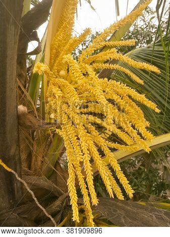 The Front View Of A Coconut Tree Flower Having Both Male And Female Flowers From The Spathe.can See 