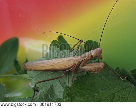 Close-up Of A Brown Praying Mantis With Colourful Background
