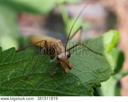 Close-up Of A Brown Praying Mantis Sitting On A Green Leaf