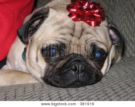 Pug