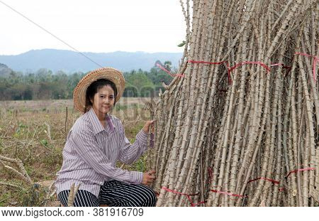 Female Farmer Standing With Tapioca Limb That Cut The Stack Together In The Cassava Farm.