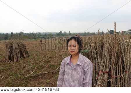 Female Farmer Sitting With Tapioca Limb That Cut The Stack Together In The Cassava Farm.