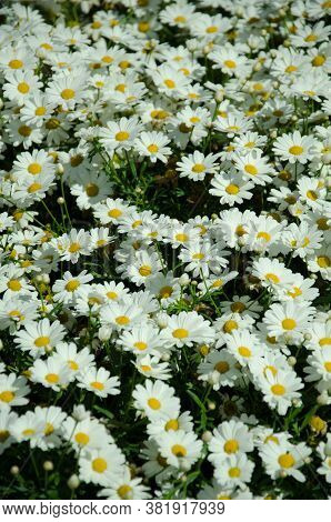 Close Up Of Daisies Flowers In Blossom