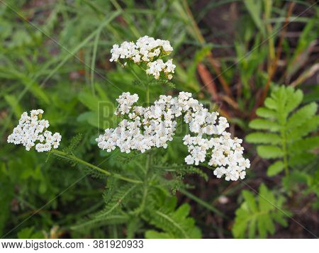 Medicinal Wild Herb Yarrow Achillea Millefolilium . The Plant During Flowering , Closeup.