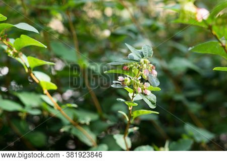 Natural Green Blurred Background With Plant Branches And Flowers
