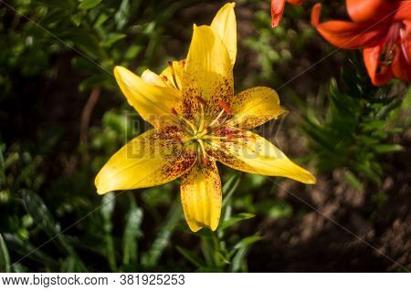 Yellow Lilies In The Garden. Many Colors. Beautiful Flowers. Greenery Around