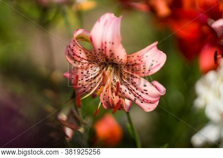 Pink Tiger Lilies In The Garden. Many Colors. Beautiful Flowers. Greenery Around