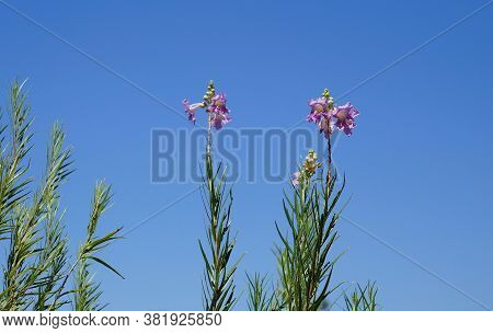 Desert Willow (chilopsis Linearis) Blossom, Selective Focus On The Flower