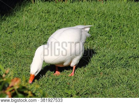 The Geese Of The Park Of Villa Negrotto Cambiaso In Arenzano, A Tourist Town And Seaside Resort On T