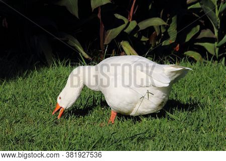 The geese of the park of Villa Negrotto Cambiaso in Arenzano, a tourist town and seaside resort on t