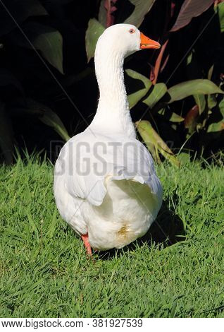 The Geese Of The Park Of Villa Negrotto Cambiaso In Arenzano, A Tourist Town And Seaside Resort On T
