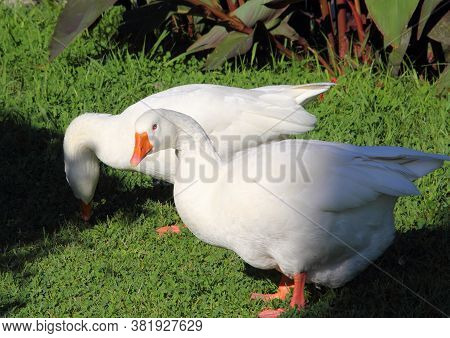 The geese of the park of Villa Negrotto Cambiaso in Arenzano, a tourist town and seaside resort on t