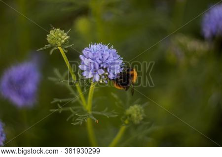 Bumblebees Collect Nectar On Purple Flowers In The Garden. Green Background.