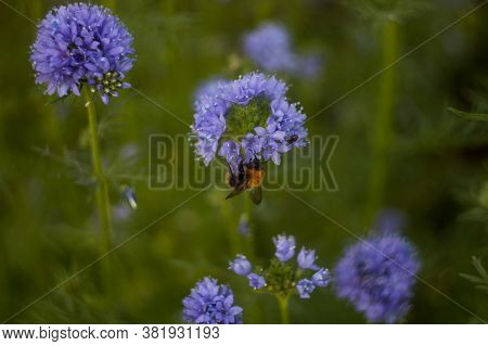 Bumblebees Collect Nectar On Purple Flowers In The Garden. Green Background.
