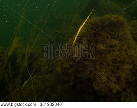 Closeup Picture Of A Straightnose Pipefish, Nerophis Ophidion. Picture From Oresund, Malmo, Southern