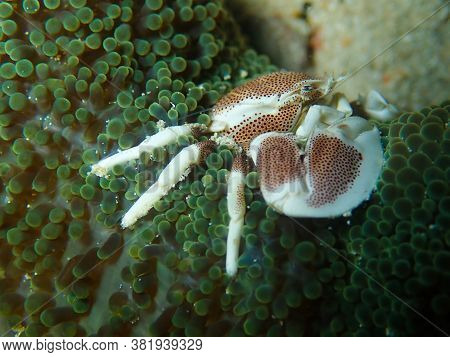 Spotted Porcelain Crab Scurrying Through The Reef