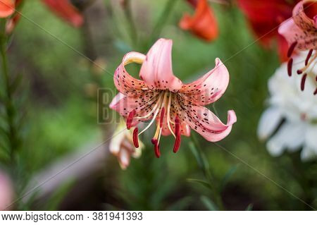 Pink Tiger Lilies In The Garden. Many Colors. Beautiful Flowers. Greenery Around
