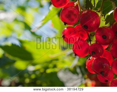 Redcurrant