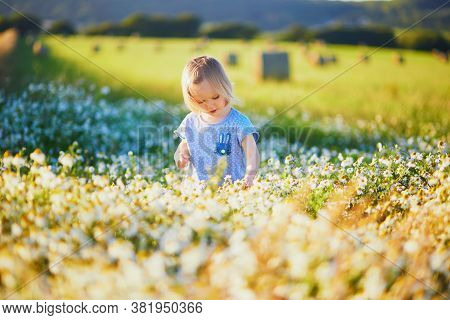 Adorable Toddler Girl Amidst Green Grass And Beauitiful Daisies On A Summer Day. Little Child Having