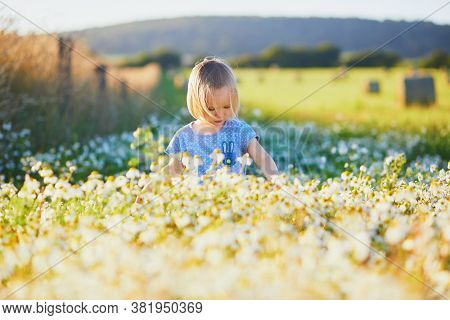 Adorable Toddler Girl Amidst Green Grass And Beauitiful Daisies On A Summer Day. Little Child Having