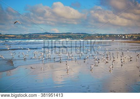 Large Flock Of Seagulls On Atlantic Ocean Beach In Finistere, Brittany, France