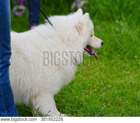 Samoyed Dog (samoyed, Samoyed Husky, Samoyed Spitz, Sammi)