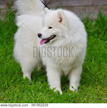 Samoyed Dog (samoyed, Samoyed Husky, Samoyed Spitz, Sammi)