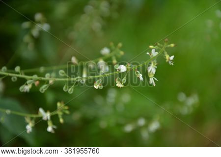 Circaea Lutetiana - Wild Plant. Plant Blooming In Summer.