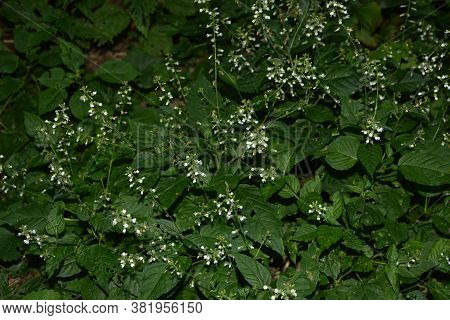 Circaea Lutetiana - Wild Plant. Plant Blooming In Summer.