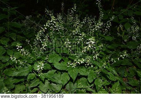 Circaea Lutetiana - Wild Plant. Plant Blooming In Summer.