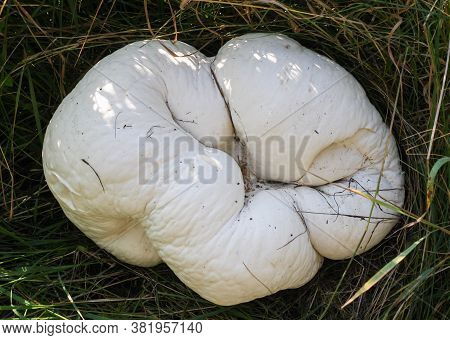 Huge Edible And Medicinal Mushroom Calvatia Gigantea