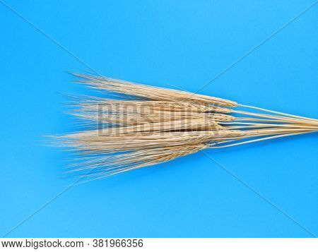 Spikelets Of Barley On A Blue Background. Simple Flat Lay. Harvest Concept. Stock Photo.