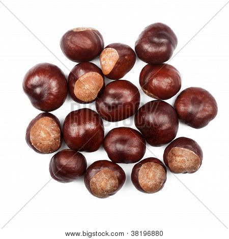 Conkers