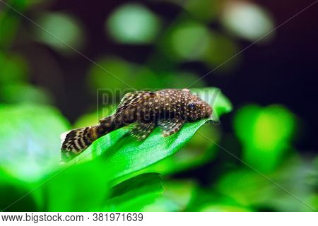 Fish Ancistrus Ancistrus Dolichopterus In A Home Freshwater Aquarium.