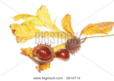 Conkers på blad