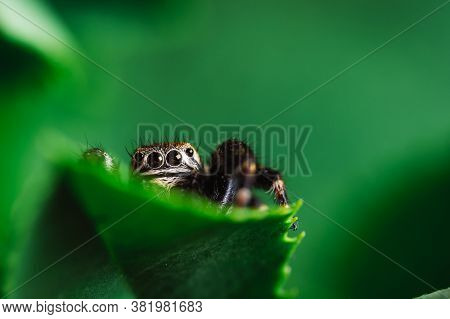 Black Jumper (evarcha Arcuata, Jumping Spider) Crawling On A Dry Leaf. Close-up Image Of A Spider, M