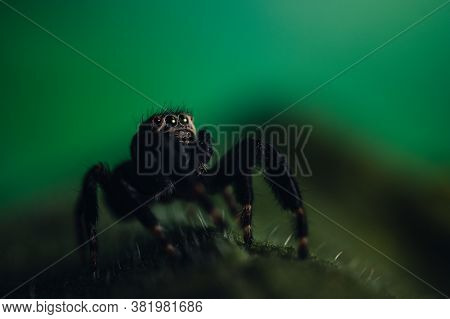 Black Jumper (evarcha Arcuata, Jumping Spider) Crawling On A Dry Leaf. Close-up Image Of A Spider, M
