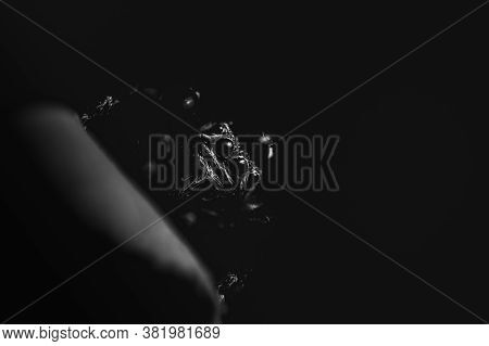 Black Spider (evarcha Arcuata, Jumping Spider) Black And White On Black Background. Close-up Image O
