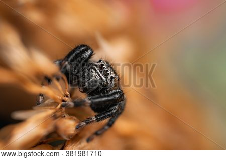 Black Spider (evarcha Arcuata, Jumping Spider). High Magnification, Macro, Many Details.