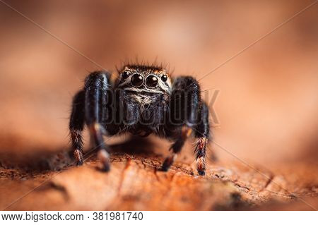 Black Spider (evarcha Arcuata, Jumping Spider) Crawling On A Dry Leaf. Close-up Image Of A Spider, M