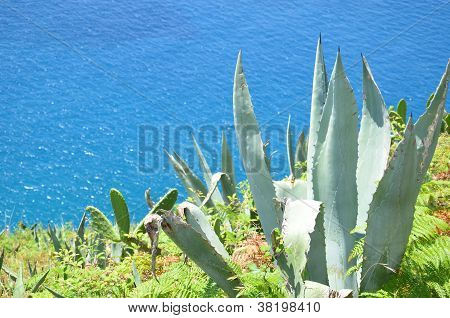 Vadon élő Aloe Vera