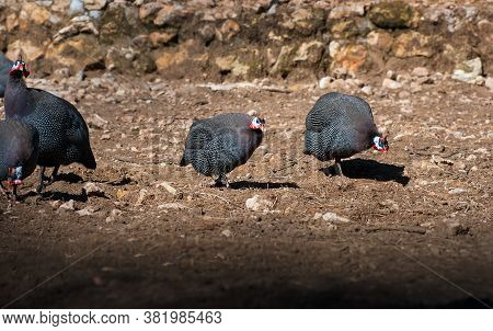 Numididae Helmeted Guinea Fowl Walking On The Ground . Bec Iran And Tokat Chicken